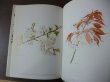 Photo2: Yoai OHTA Art Botanical Art vol.1 Sakura Cherry Blossoms　(1981) Japanese book (2)