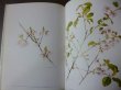 Photo3: Yoai OHTA Art Botanical Art vol.1 Sakura Cherry Blossoms　(1981) Japanese book (3)