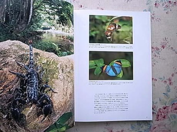 Photo2: Japanese edition camera photo album book : All about Nikon D1X & D1H Complete Guide (2)