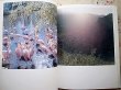 Photo3: RINKO KAWAUCHI photo album book : AILA1,ALIA2  2 volume sets (3)