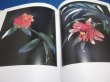 Photo3: MASAYUKI MIYATA Japanese Art Book - Flower - the paper-cutting kirie (3)