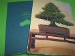 Photo1: Bonsai Masterpieces of Conifers Deluxe Photo Collection (1)