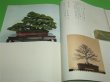 Photo4: Bonsai Masterpieces of Conifers Deluxe Photo Collection (4)