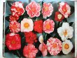 Photo5: Japanese vintage used book - Camellia A flower and culture - 1969 (5)