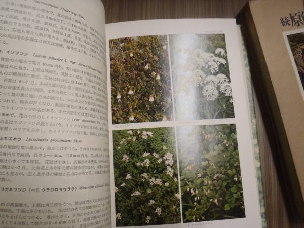 Photo2: Japanese vintage used book - Primary color Japan alpine plant illustrated book (2)