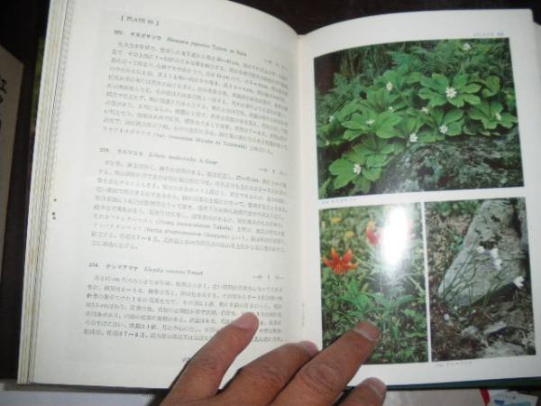 Photo3: Japanese vintage used book - Primary color Japan alpine plant illustrated book (3)