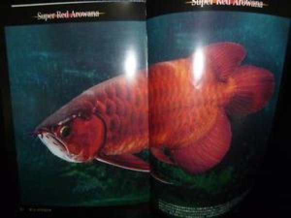 Photo2: Japanese photo book - The Red Arowana - more red grow breeding technique (2)