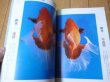 Photo3: Japanese book - Ranchu goldfish latest catalog (3)