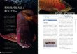 Photo5: Japanese photo book - Arowana full breeding (Aquarium visual guide) (5)