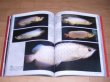 Photo2: Japanese photo book - Arowana Meikan (2)