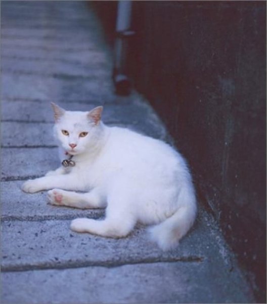 Photo5: Shin'ya Shinya Fujiwara Works Photobook - Girl thousand years (Switch library) (5)